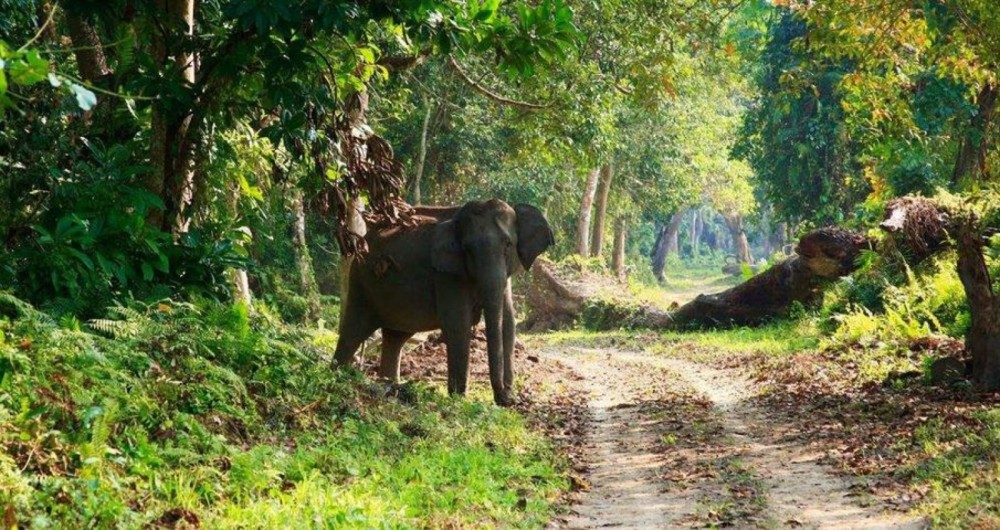 Nigeria : le combat du parc national d'Okomu pour préserver les éléphants de forêt